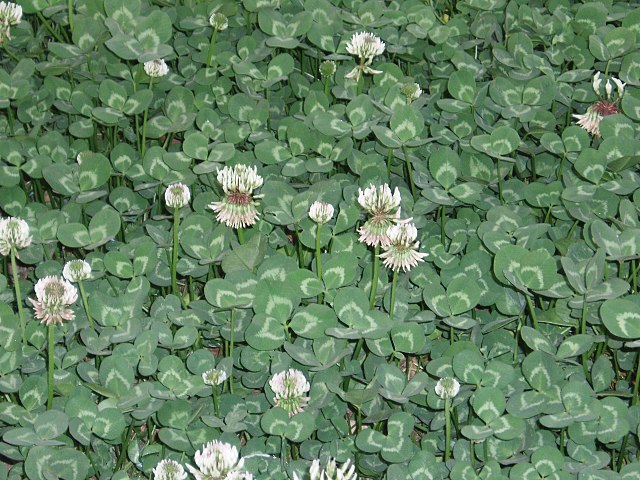 Trifolium repens